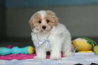 Harris, a male Havanese and Maltese for sale in Millersburg, OH – 3 of 8