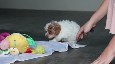 Teddy, a male Havanese and Maltese for sale in Millersburg, OH – 7 of 7