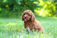 Viney, a female Cavapoo for sale in Millersburg, OH – 2 of 5
