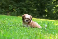 Sammy, a male Shih Tzu for sale in Millersburg, OH – 7 of 10