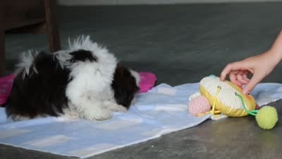 Elliot, a male Shih Tzu for sale in Millersburg, OH – 7 of 7