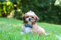 Sammy, a male Shih Tzu for sale in Millersburg, OH – 2 of 10