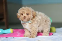 Sampson, a male Havanese and Maltese for sale in Millersburg, OH – 6 of 8