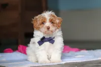 Teddy, a male Havanese and Maltese for sale in Millersburg, OH – 3 of 7