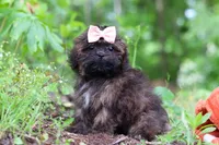 Alice, a female Shihpoo for sale in Millersburg, OH – 8 of 9
