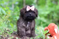 Alice, a female Shihpoo for sale in Millersburg, OH – 3 of 9