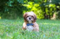 Sammy, a male Shih Tzu for sale in Millersburg, OH – 8 of 10