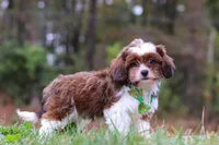 Theo, a male Cavalier King Charles Spaniel and Shih Tzu for sale in Millersburg, OH – Photo 3 of 5