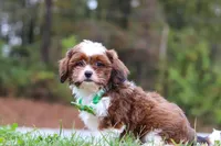 Theo, a male Cavalier King Charles Spaniel and Shih Tzu for sale in Millersburg, OH – Photo 5 of 5