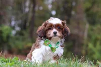 Theo, a male Cavalier King Charles Spaniel and Shih Tzu for sale in Millersburg, OH – Photo 2 of 5