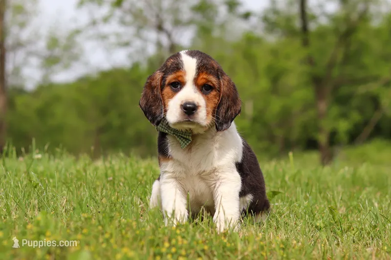 Barron – Beagle puppy for sale in Millersburg, OH