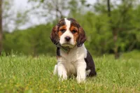 Barron, a male Beagle for sale in Millersburg, OH – 1 of 7
