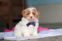 Teddy, a male Havanese and Maltese for sale in Millersburg, OH – 4 of 7
