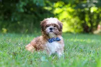 Sammy, a male Shih Tzu for sale in Millersburg, OH – 1 of 10