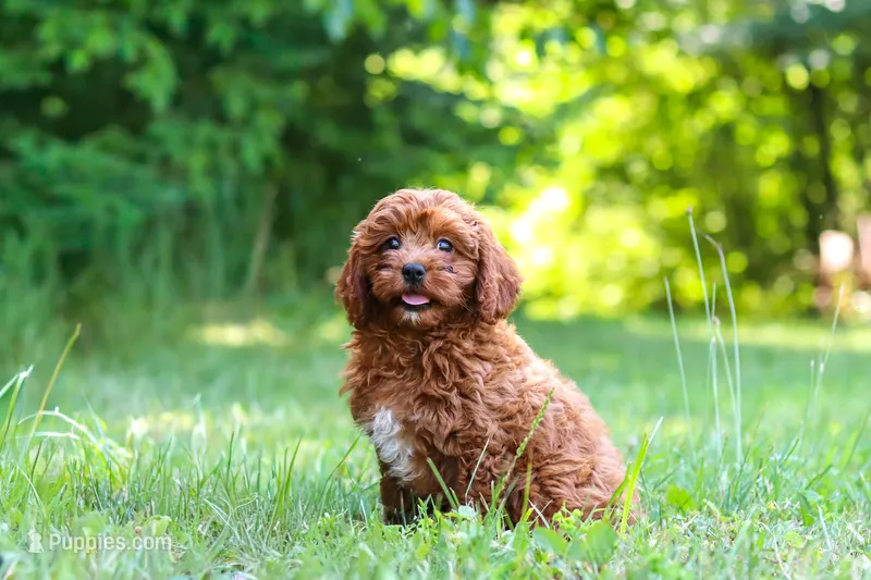 Viney – Cavapoo puppy for sale in Millersburg, OH