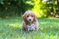 Charlie, a male Bichpoo for sale in Millersburg, OH – 2 of 9