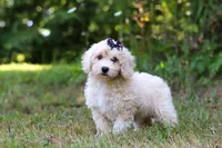 Sarah, a female Bichpoo for sale in Millersburg, OH – 6 of 8