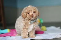 Sampson, a male Havanese and Maltese for sale in Millersburg, OH – 3 of 8