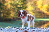 Ariella, a female Cavalier King Charles Spaniel for sale in Millersburg, OH – 2 of 8