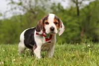 Ranger, a male Beagle for sale in Millersburg, OH – 6 of 9