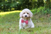 Milo, a male Bichpoo for sale in Millersburg, OH – 5 of 10