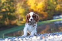 Theo, a male Cavalier King Charles Spaniel for sale in Millersburg, OH – 3 of 6