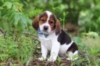 Crew, a male Beagle for sale in Millersburg, OH – 8 of 10