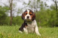Barron, a male Beagle for sale in Millersburg, OH – 2 of 7