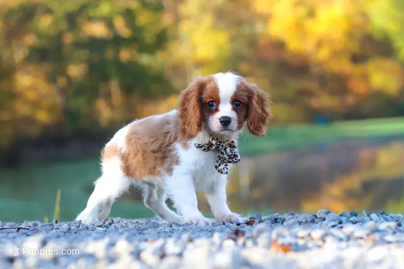 Theo – Cavalier King Charles Spaniel puppy for sale in Millersburg, OH
