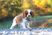 Theo, a male Cavalier King Charles Spaniel for sale in Millersburg, OH – 1 of 6