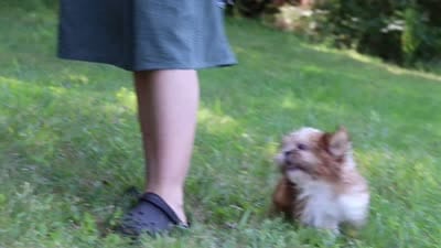 Sammy, a male Shih Tzu for sale in Millersburg, OH – 10 of 10