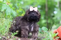 Alice, a female Shihpoo for sale in Millersburg, OH – 4 of 9