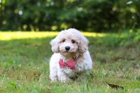 Milo, a male Bichpoo for sale in Millersburg, OH – 4 of 10