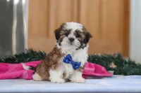 Asher, a male Shih Tzu for sale in Millersburg, OH – Photo 1 of 6