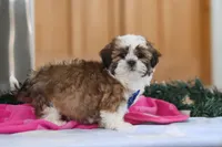 Asher, a male Shih Tzu for sale in Millersburg, OH – Photo 5 of 6