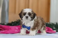 Asher, a male Shih Tzu for sale in Millersburg, OH – Photo 6 of 6