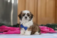 Asher, a male Shih Tzu for sale in Millersburg, OH – Photo 4 of 6