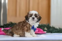 Asher, a male Shih Tzu for sale in Millersburg, OH – Photo 3 of 6
