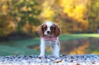 Kylie, a female Cavalier King Charles Spaniel for sale in Millersburg, OH – 6 of 10