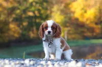 Theo, a male Cavalier King Charles Spaniel for sale in Millersburg, OH – 4 of 6