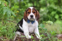 Crew, a male Beagle for sale in Millersburg, OH – 4 of 10