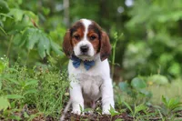 Crew, a male Beagle for sale in Millersburg, OH – 2 of 10