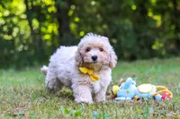 Caleb, a male Bichpoo for sale in Millersburg, OH – 4 of 8