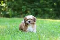 Sammy, a male Shih Tzu for sale in Millersburg, OH – 6 of 10