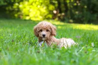 Charlie, a male Bichpoo for sale in Millersburg, OH – 5 of 9