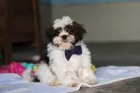 Elliot, a male Shih Tzu for sale in Millersburg, OH – 1 of 7