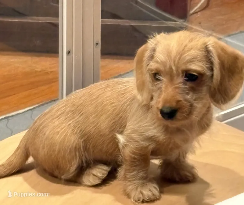 Linzer – Dachshund puppy for sale in Los Gatos, CA