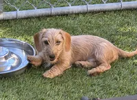 Linzer, a male Dachshund for sale in Los Gatos, CA – 4 of 4