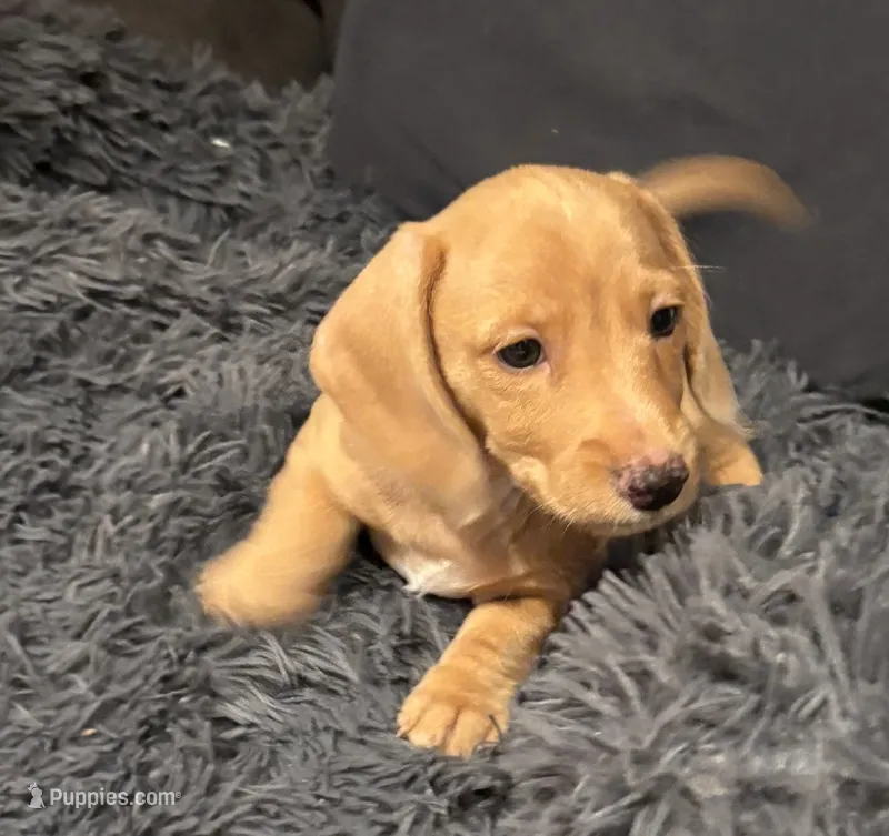 Snickerdoodle  – Miniature Dachshund puppy for sale in Los Gatos, CA