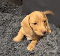 Snickerdoodle , a male Miniature Dachshund for sale in Los Gatos, CA – 1 of 3